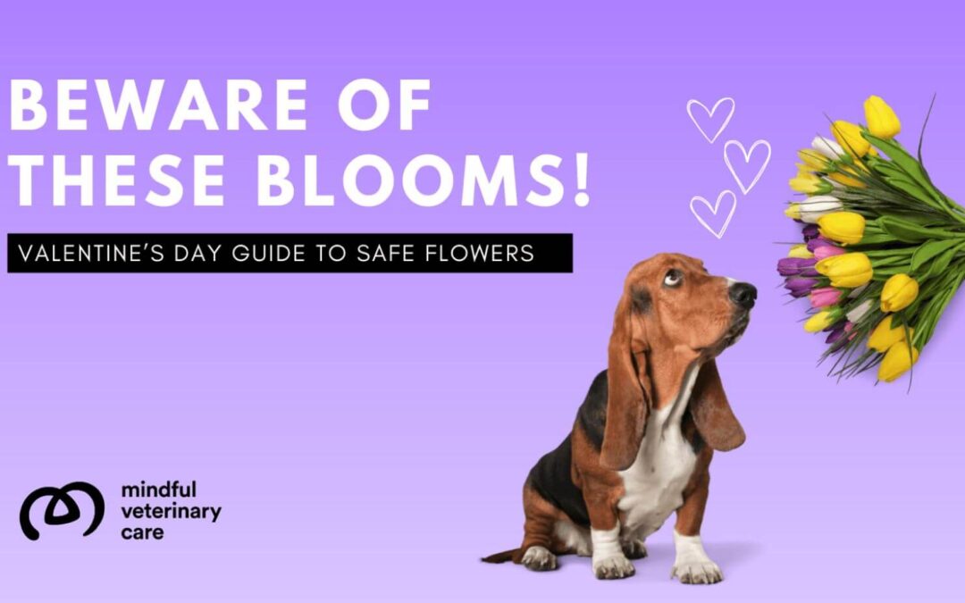 Beware of These Blooms: Flowers in Valentine’s Day Bouquets that Can Harm Your Furry Friends