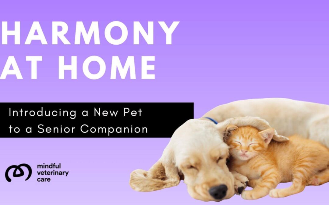 Harmony at Home: A Mindful Approach to Introducing a New Pet to a Senior Companion