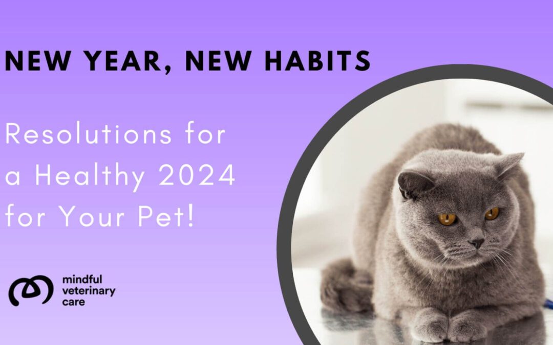 New Year, New Habits: Resolutions for a Healthy 2024 for Your Pet