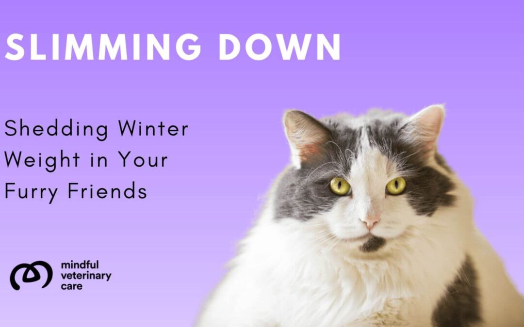 Slimming Down: Shedding Winter Weight in Your Furry Friends