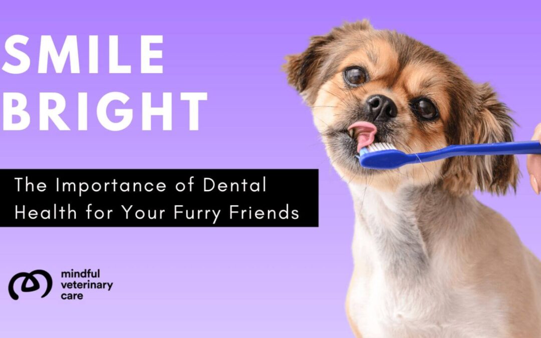 Smile Bright: The Importance of Dental Health for Your Furry Friends