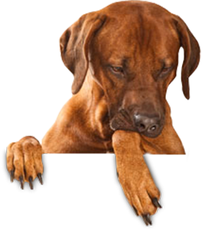 a dog holding its paw over a white board