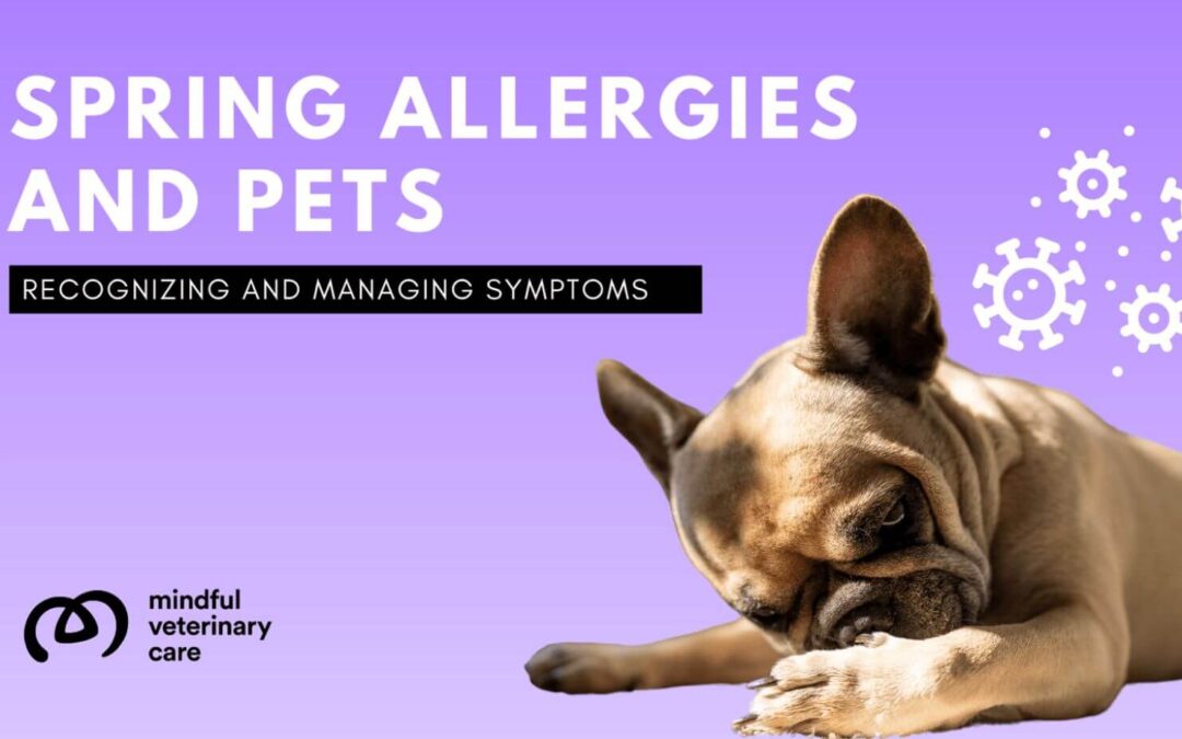 Spring Allergies and Pets: A Guide to Recognizing and Managing Symptoms