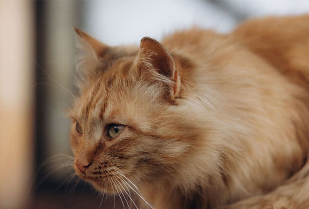 A close-up of a fluffy cat with blue eyes looking to the side