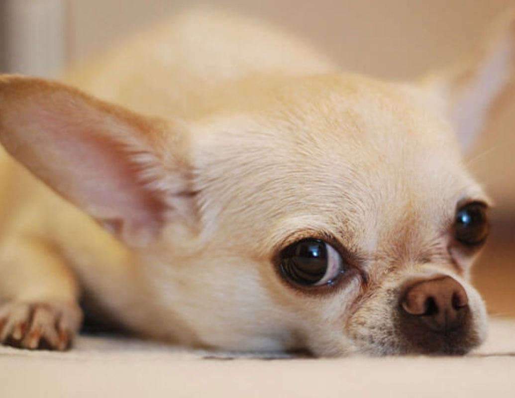 a dog lying on a carpet