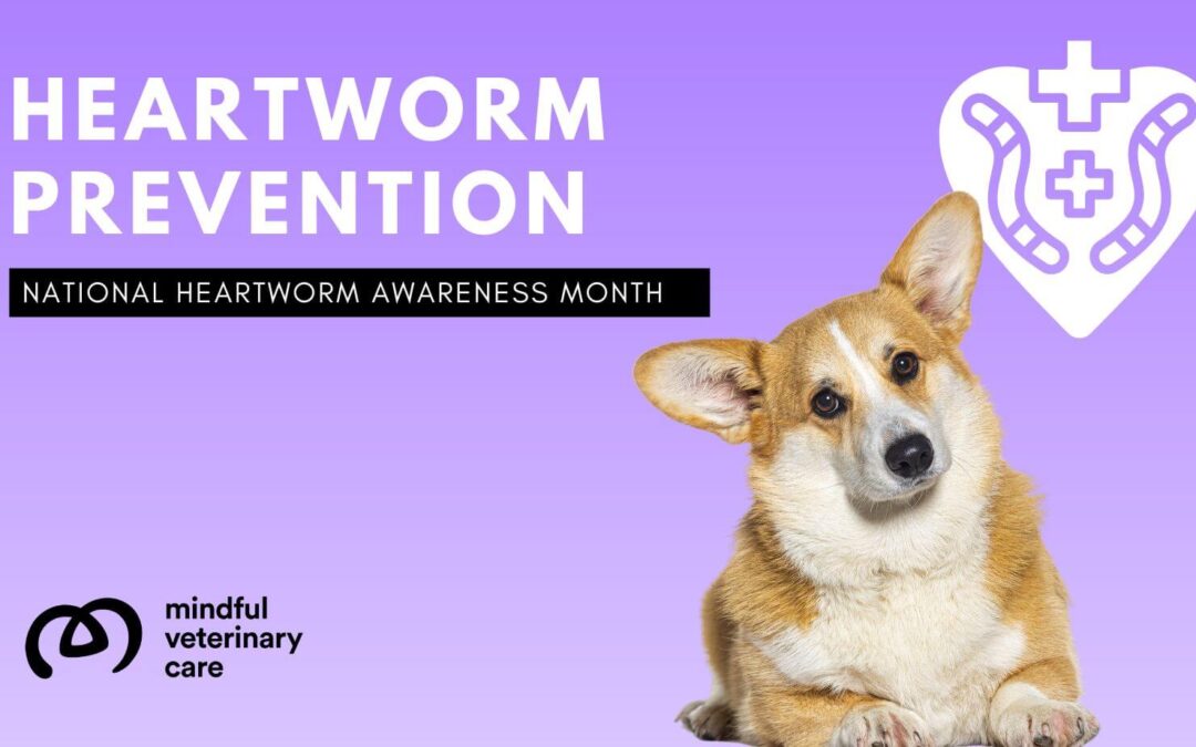 Protect Your Pet: National Heartworm Awareness Month