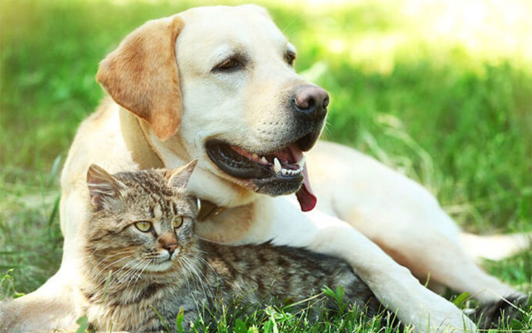 a cat lying in the grass beside a dog