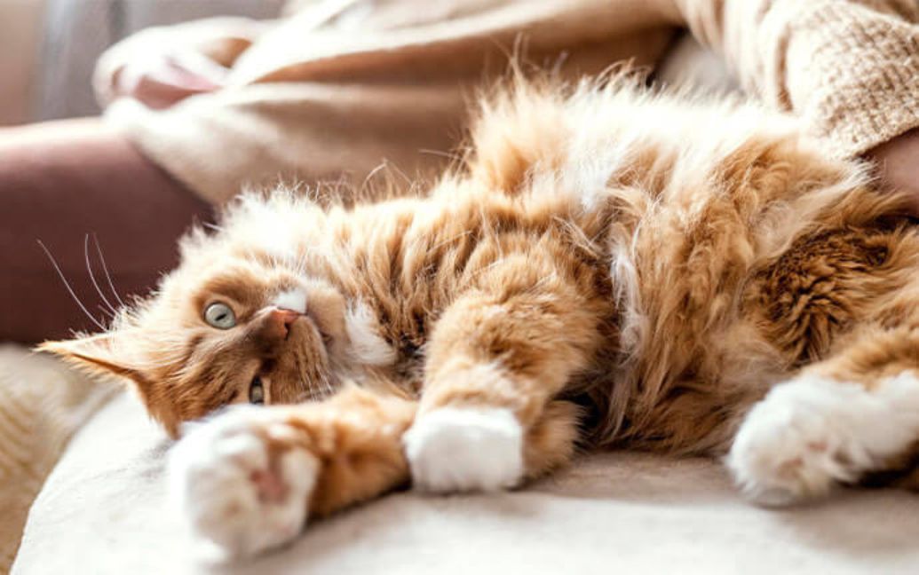 a cat lying on a couch