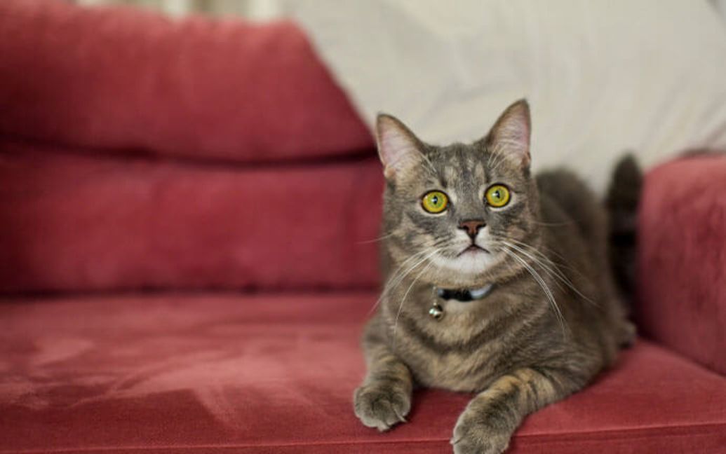 a cat sitting in a sofa