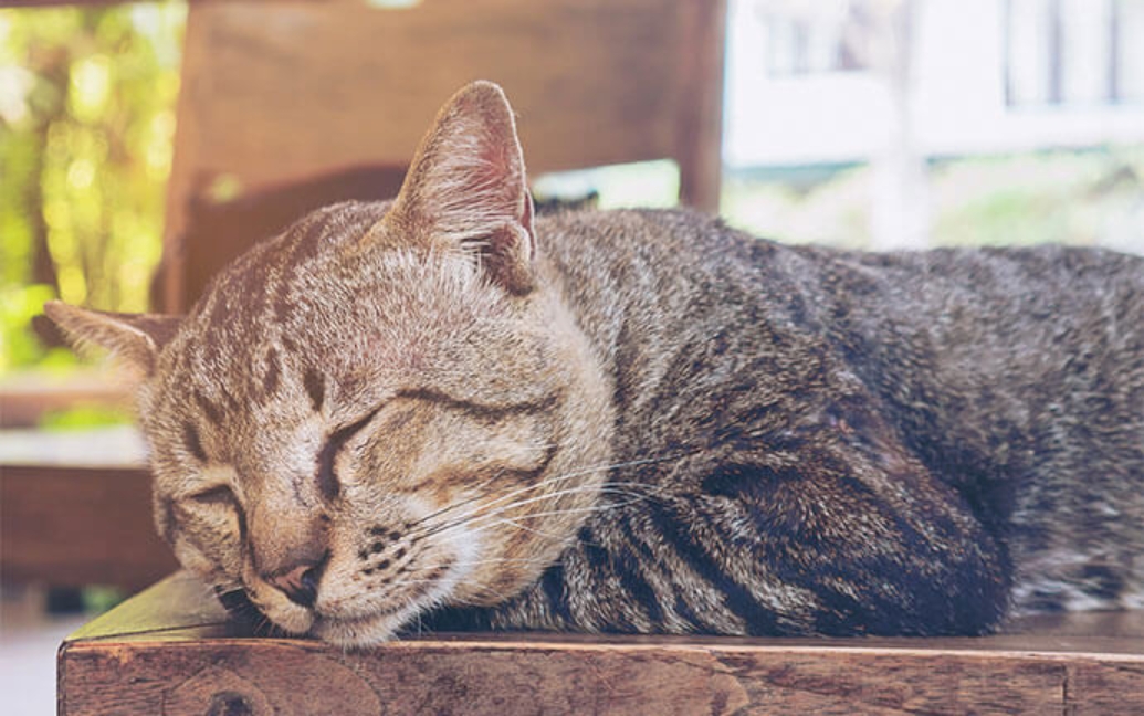 a cat sleeping peacefully on a wooden bench