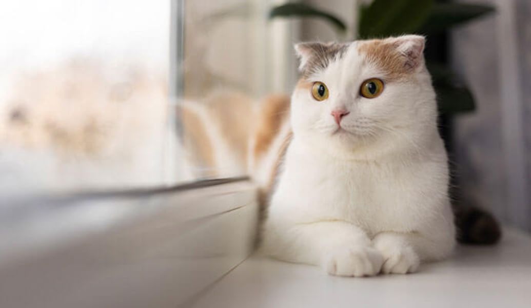 a cat with striking yellow eyes sitting on a windowsill