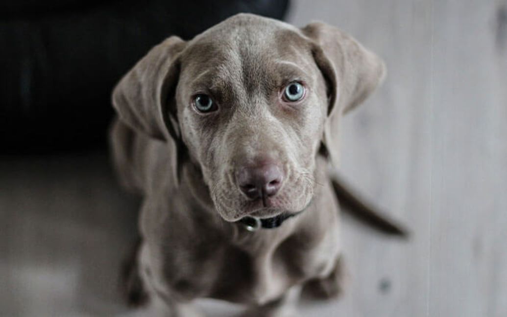 a dog looking at the camera