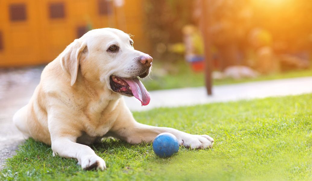 a dog sitting on the green grass with a blue ball