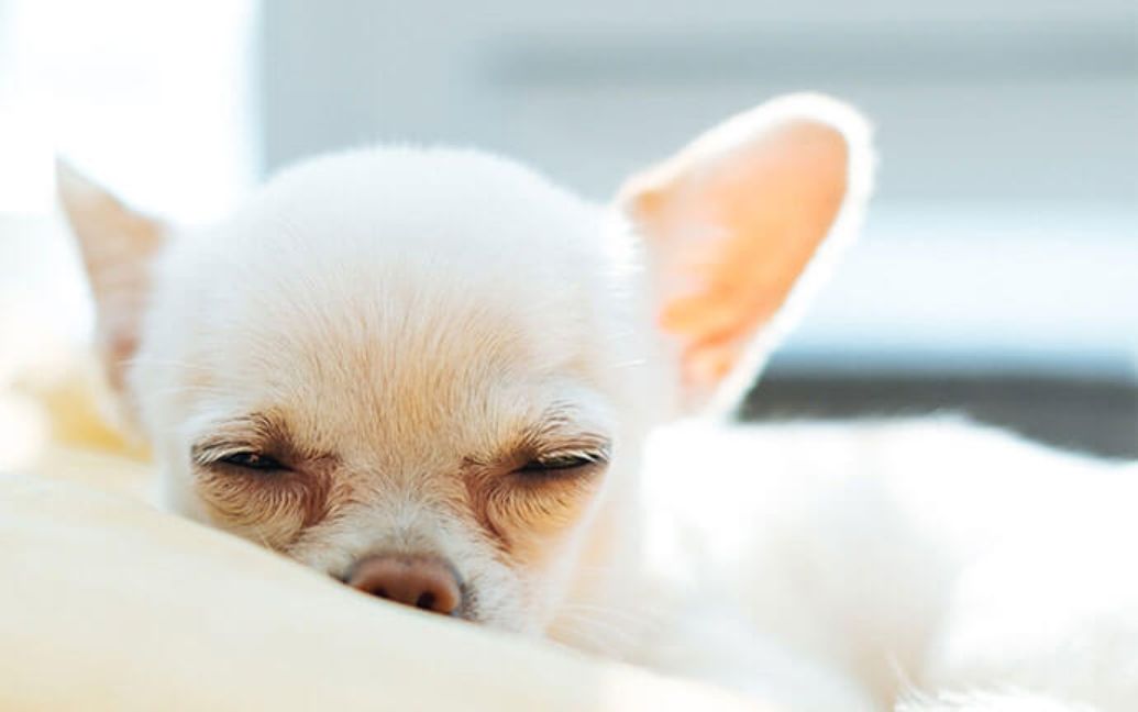 a dog sleeping on its bed