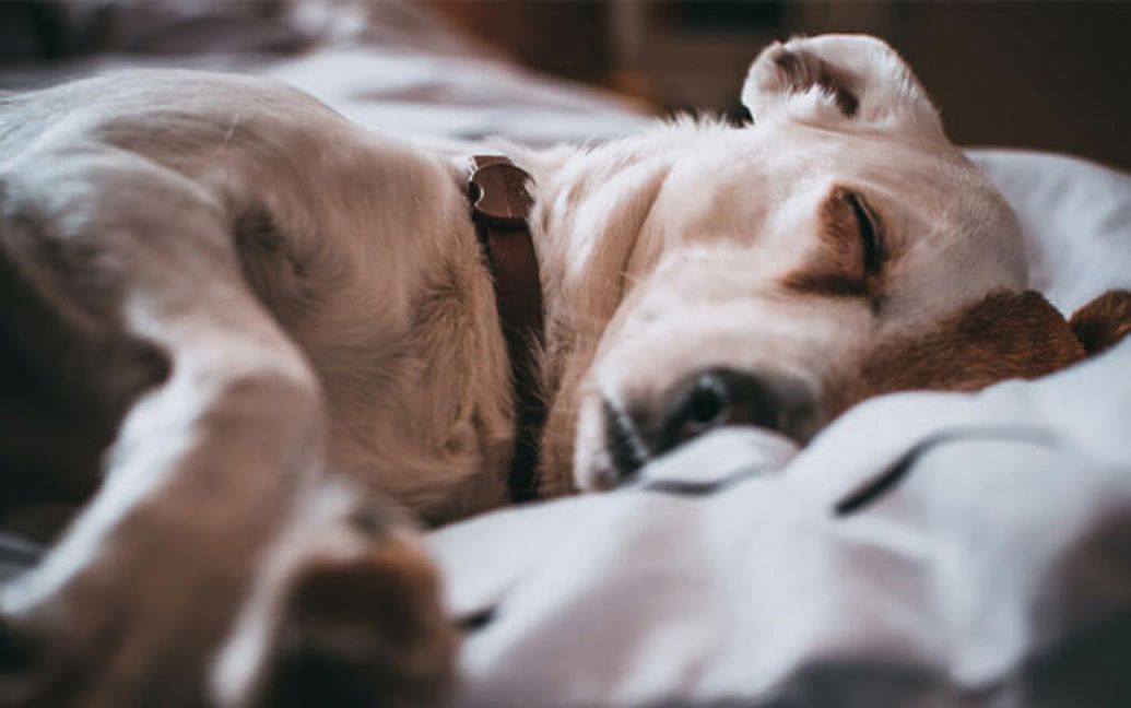 a dog sleeping peacefully on a white bed sheet