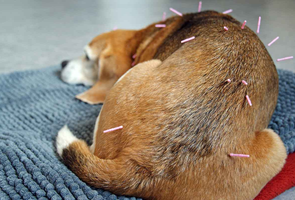 a dog with acupuncture needles lying on the rug