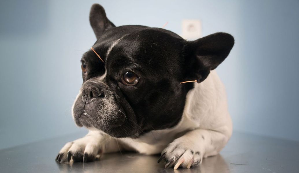 a dog with acupuncture needles on its head