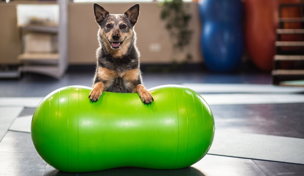 a dog with its front paws resting on a green exercise ball