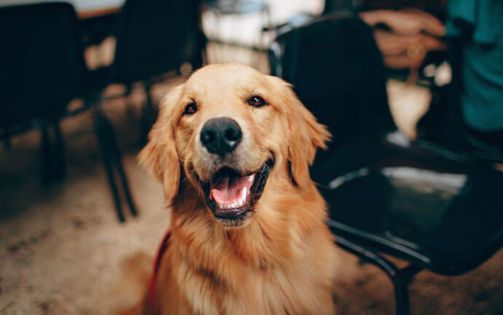 a dog with open mouth