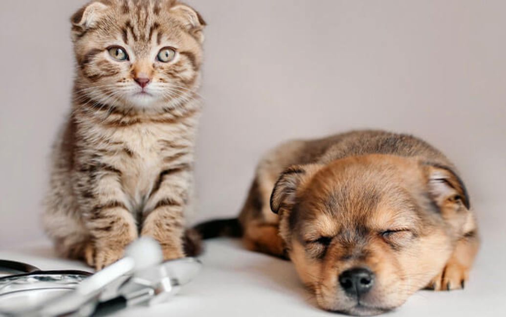 a kitten sitting beside a puppy sleeping