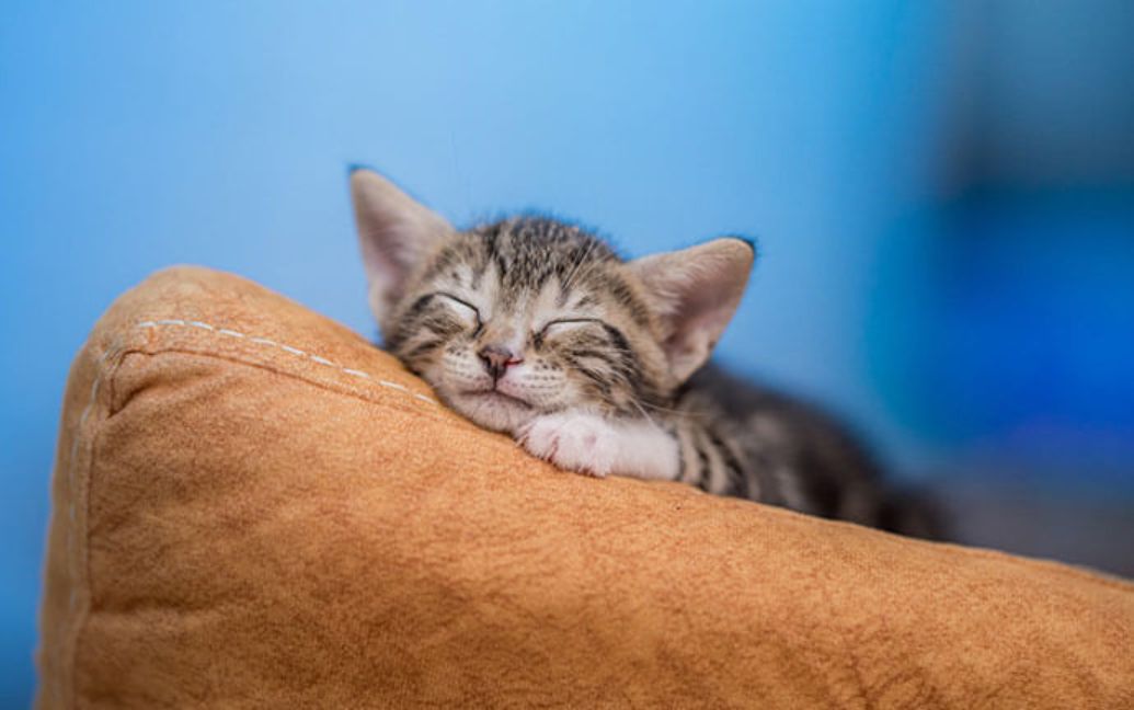 a kitten sleeping on a couch