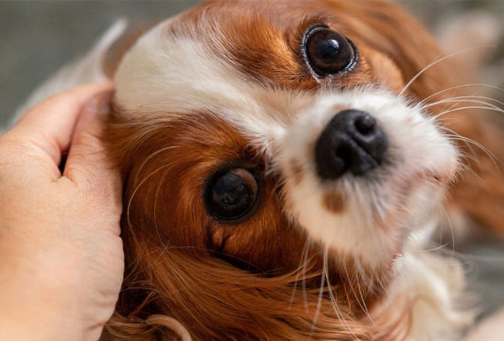 a person petting a dog