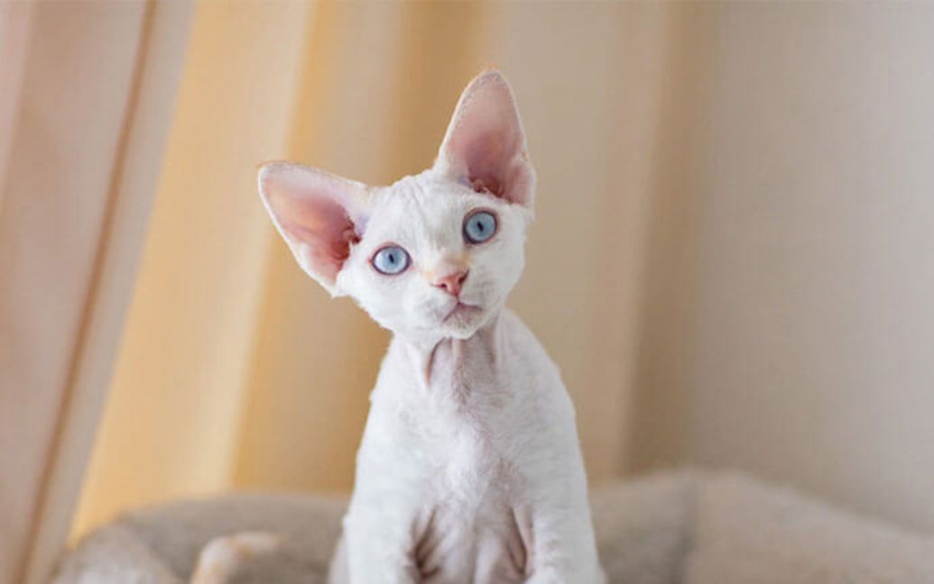 a white cat looking at the camera