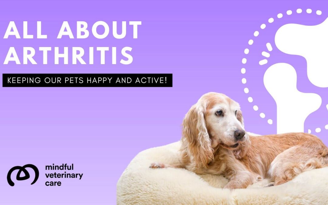 All About Arthritis in Our Furry Friends: Keeping Them Happy and Active!