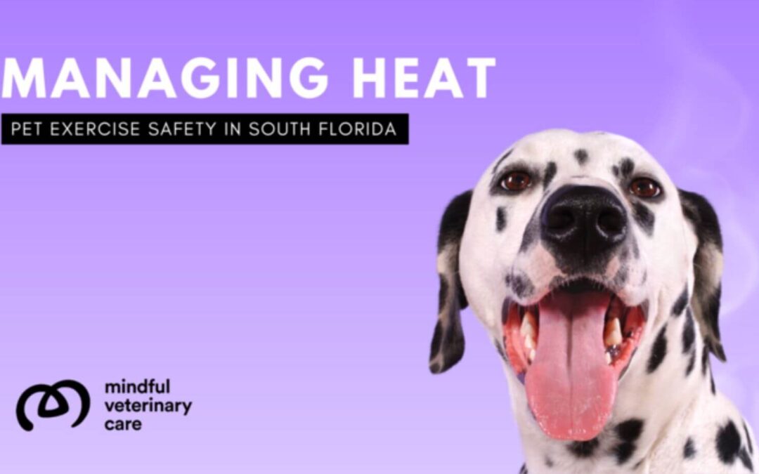 Managing Heat for Pet Exercise in South Florida | Mindful Veterinary Care