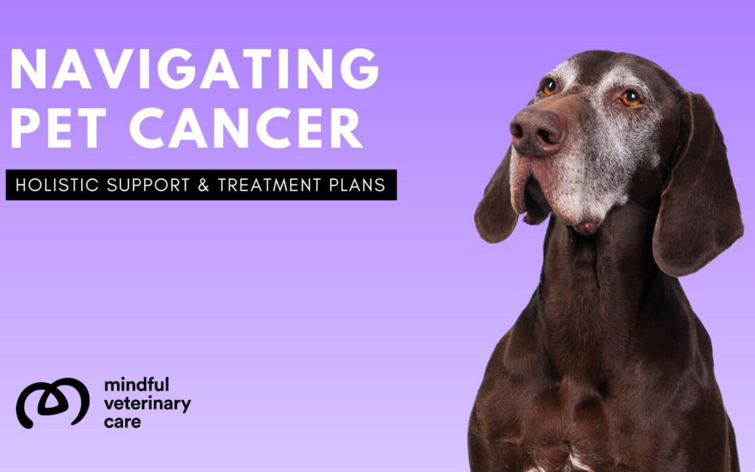 Navigating Pet Cancer with Holistic Support