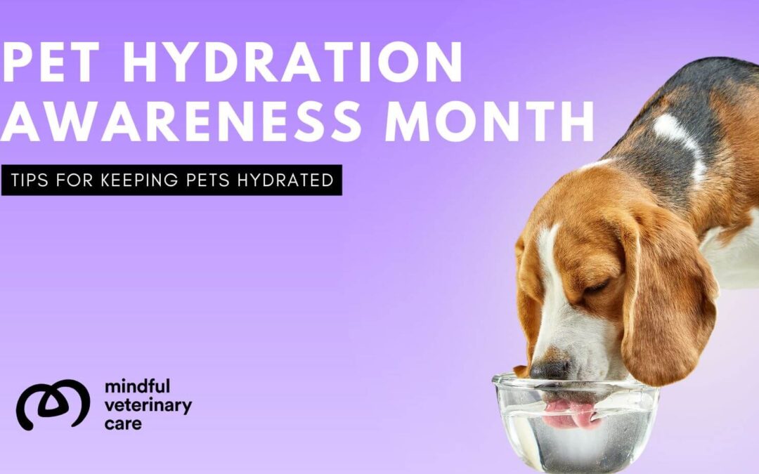 National Pet Hydration Awareness Month | Mindful Veterinary Care