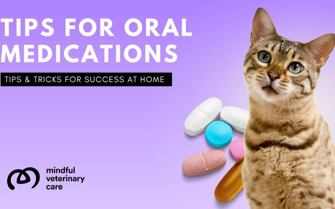 How to Give Oral Medication to Dogs and Cats | Mindful Veterinary Care