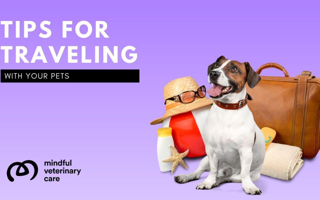 Tips for Traveling with Your Pets | Mindful Veterinary Care