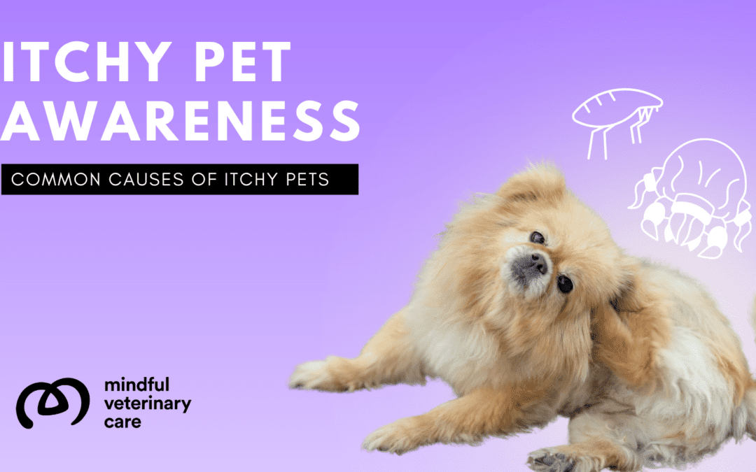 August is Itchy Dog Awareness Month: Keep Your Pup Comfortable!